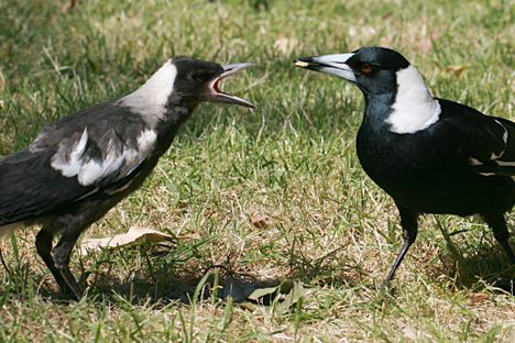 Two joyful Australian magpies share a treat.
