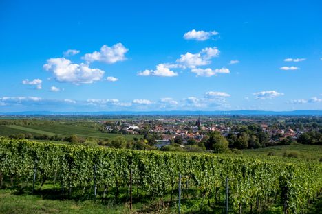 Vines in in Rhineland-Palatinate, Germany.