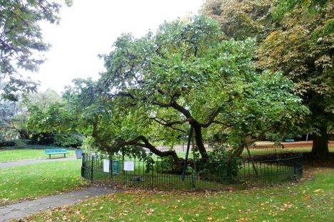Evelyn's Mulberry in Sayes Court Park.