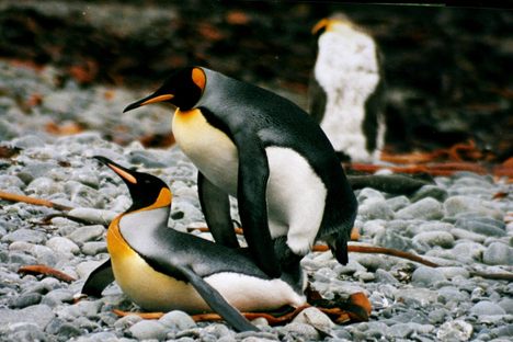 Two male king penguins, going at it. 