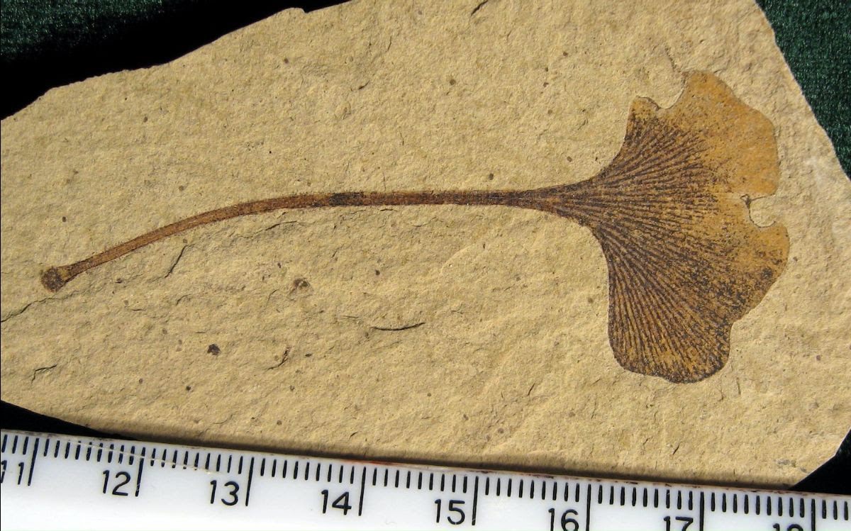 This leaf is 49 million years old.