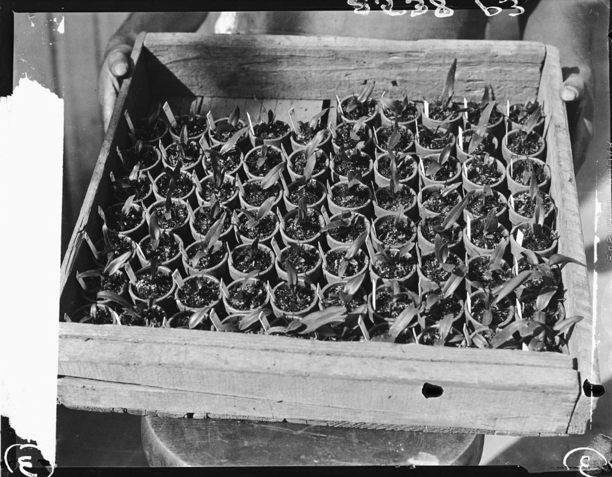 Orchid plants in a tray, Los Angeles, 1931.