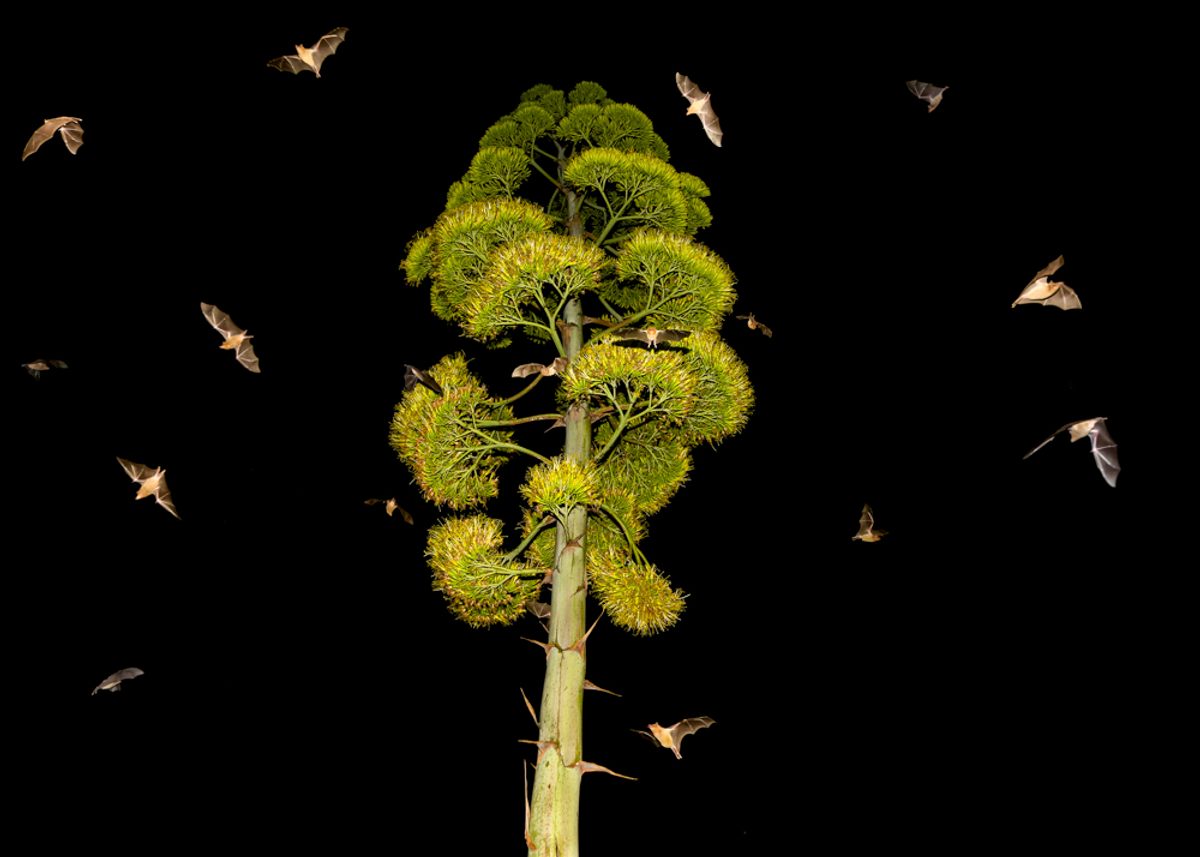 Mexican long-nosed bats pollinating an agave tree in Oaxaca, Mexico. Agaves rely on bats as their primary pollinators.
