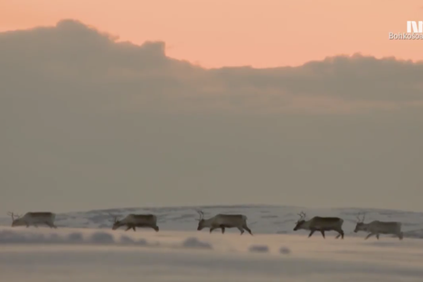 Norway's Migrating Reindeer Are Too Slow for Slow TV