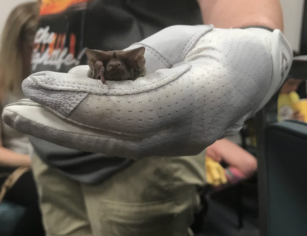 Quirk's rescued bats are unable to live in the wild.