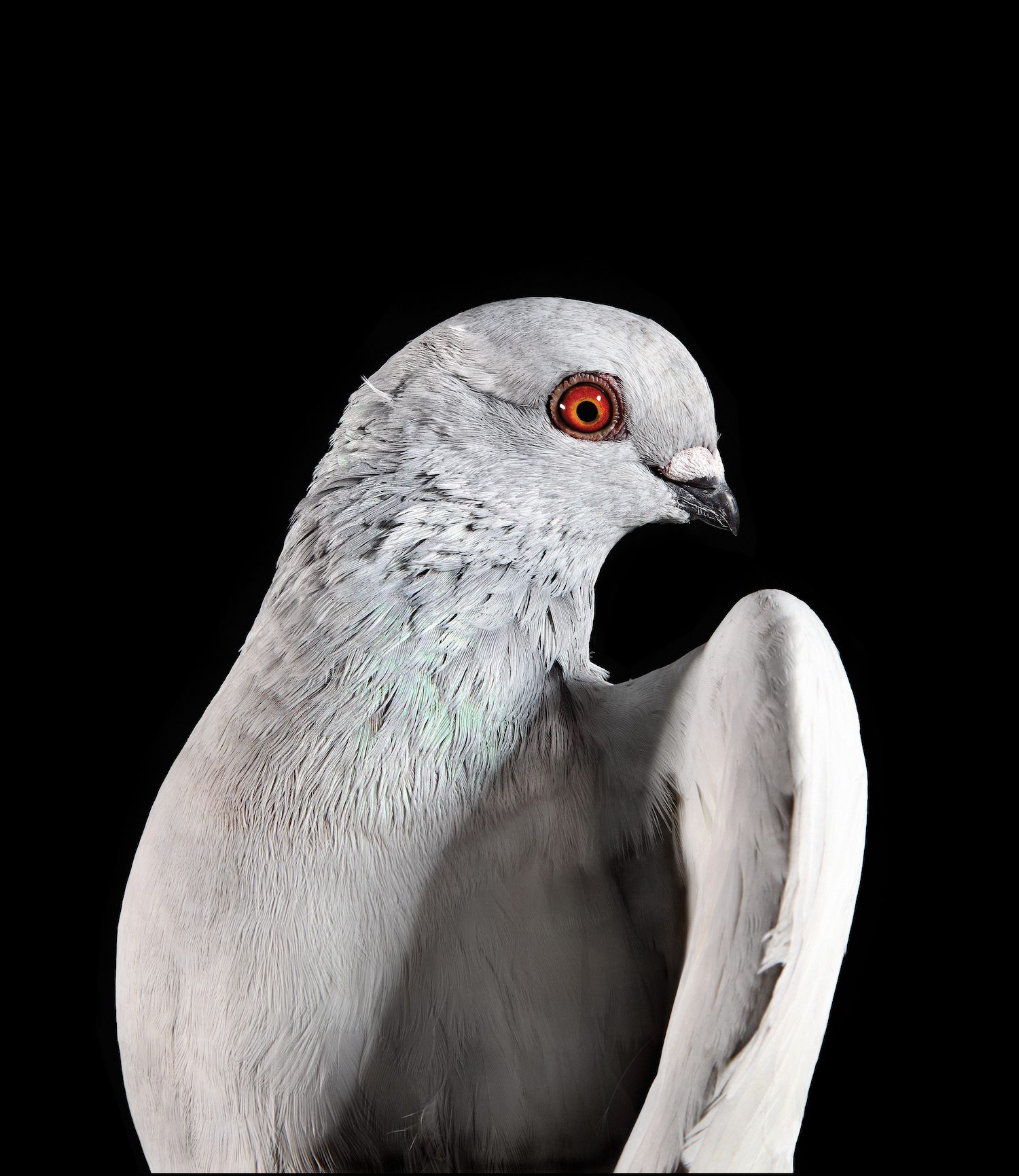 Apollo.