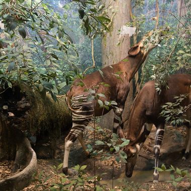 The okapi diorama.