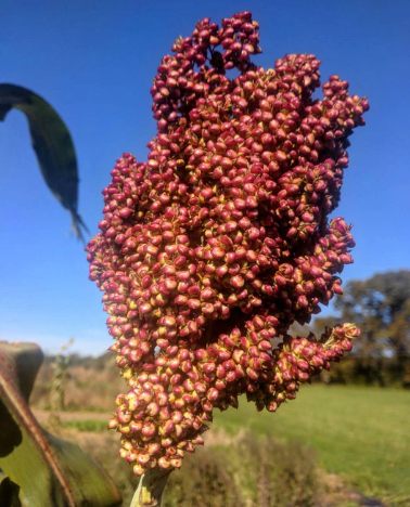 The goal is to repatriate Coral Sorghum to the local Shilluk people once the Sudanese Civil War ends and they regain their land. 