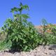 The Santorini tomato plant thrives in the island's dry terrain.