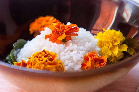 A scenic portrayal of Carolina Gold Rice.