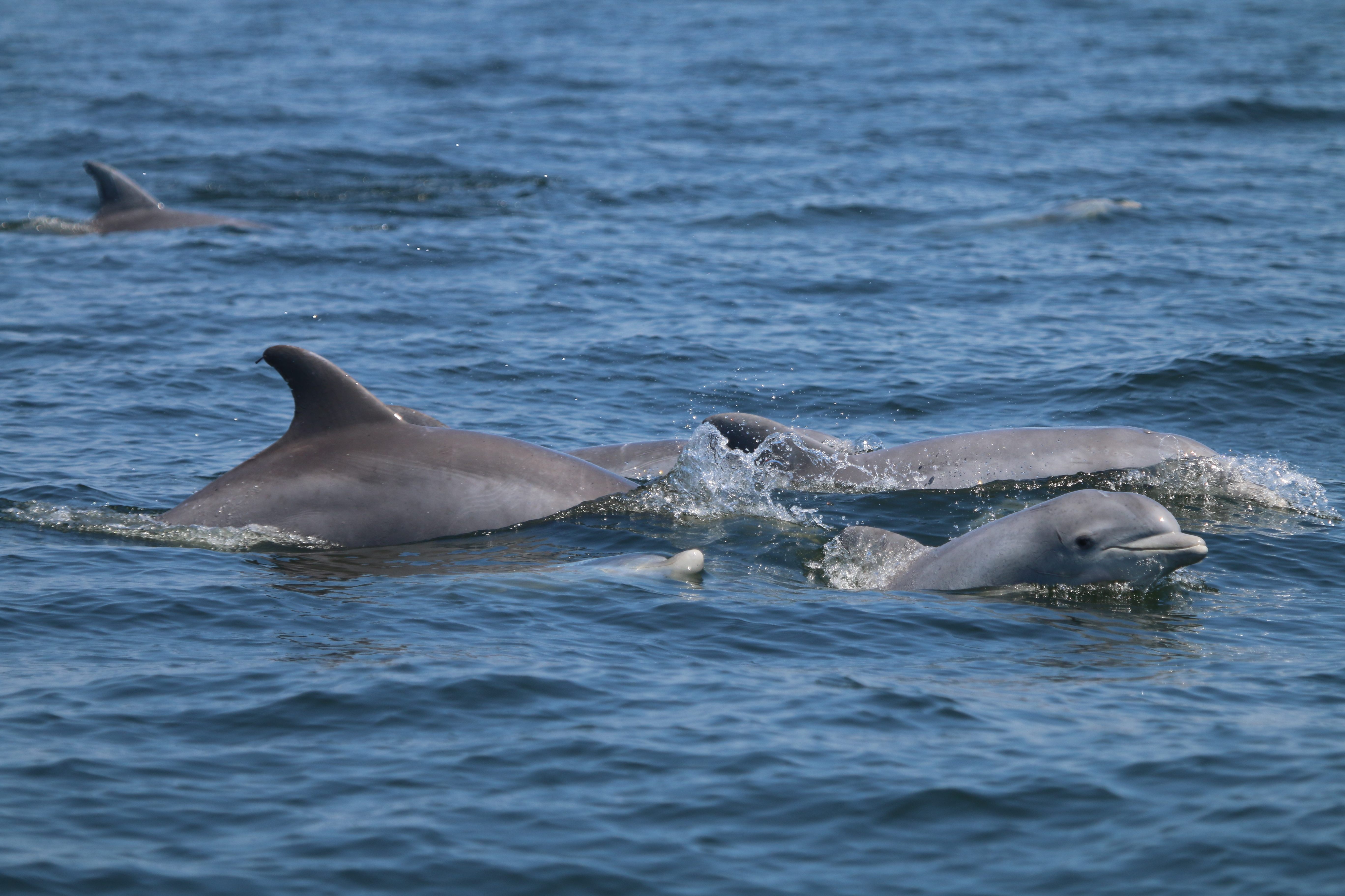 A group of dolphins in the Chesapeake.