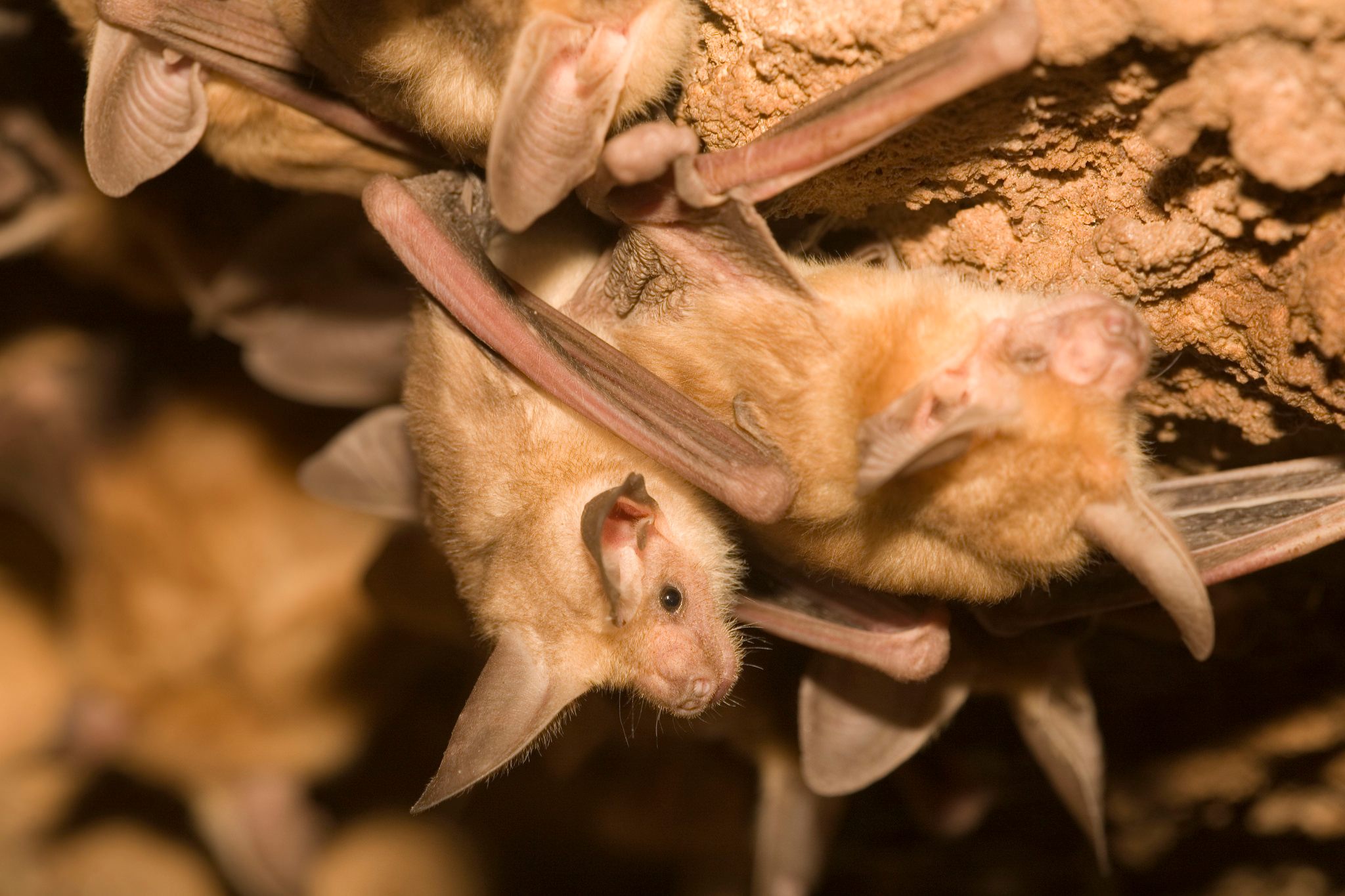 Pallid bats are known for attacking their prey on the ground.
