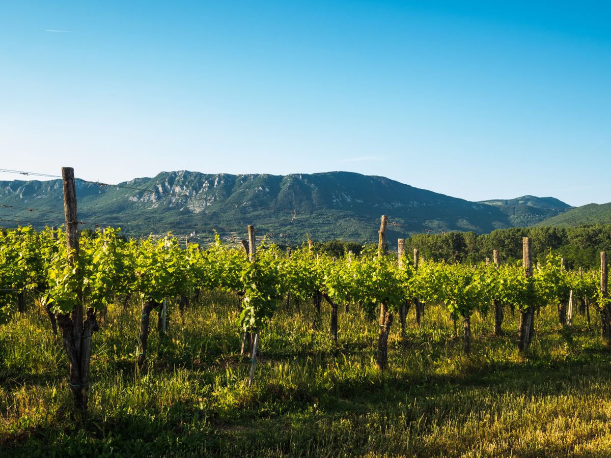 Vines in the Vipava valley often stay dry and mold-free, thanks to the burja.