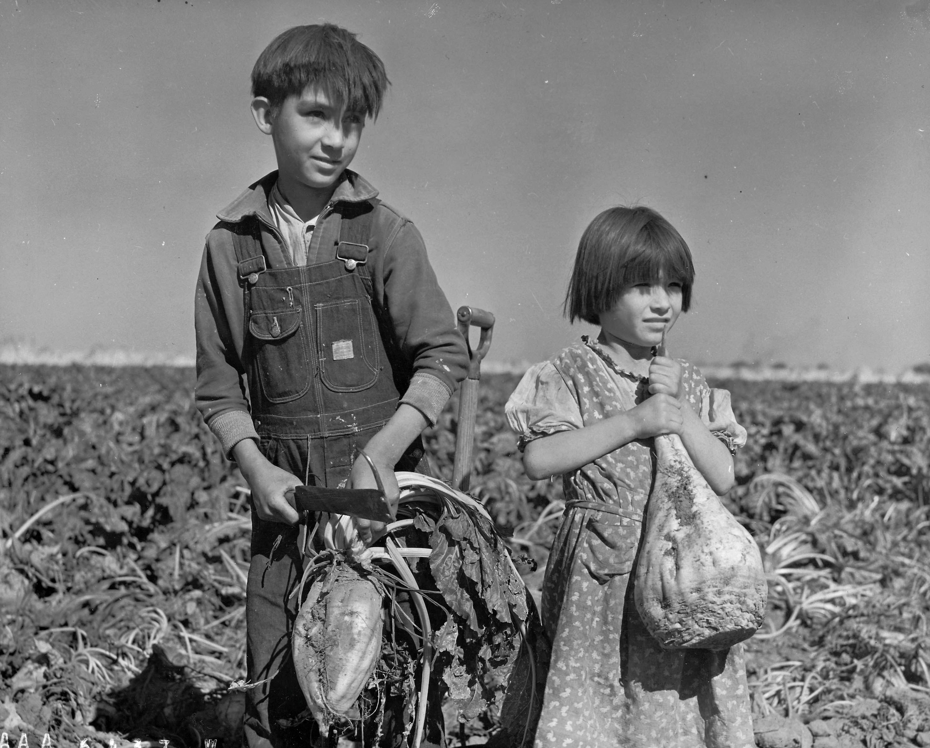 Children with sugar beets in Nebraska, 1940.