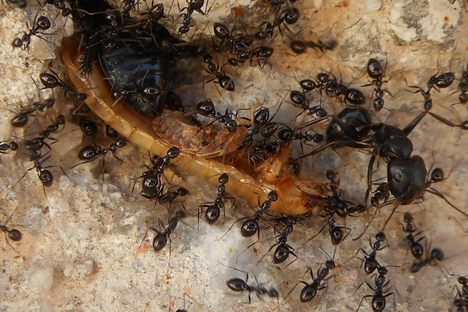 Some of these ants are working together. Others may just be watching. 