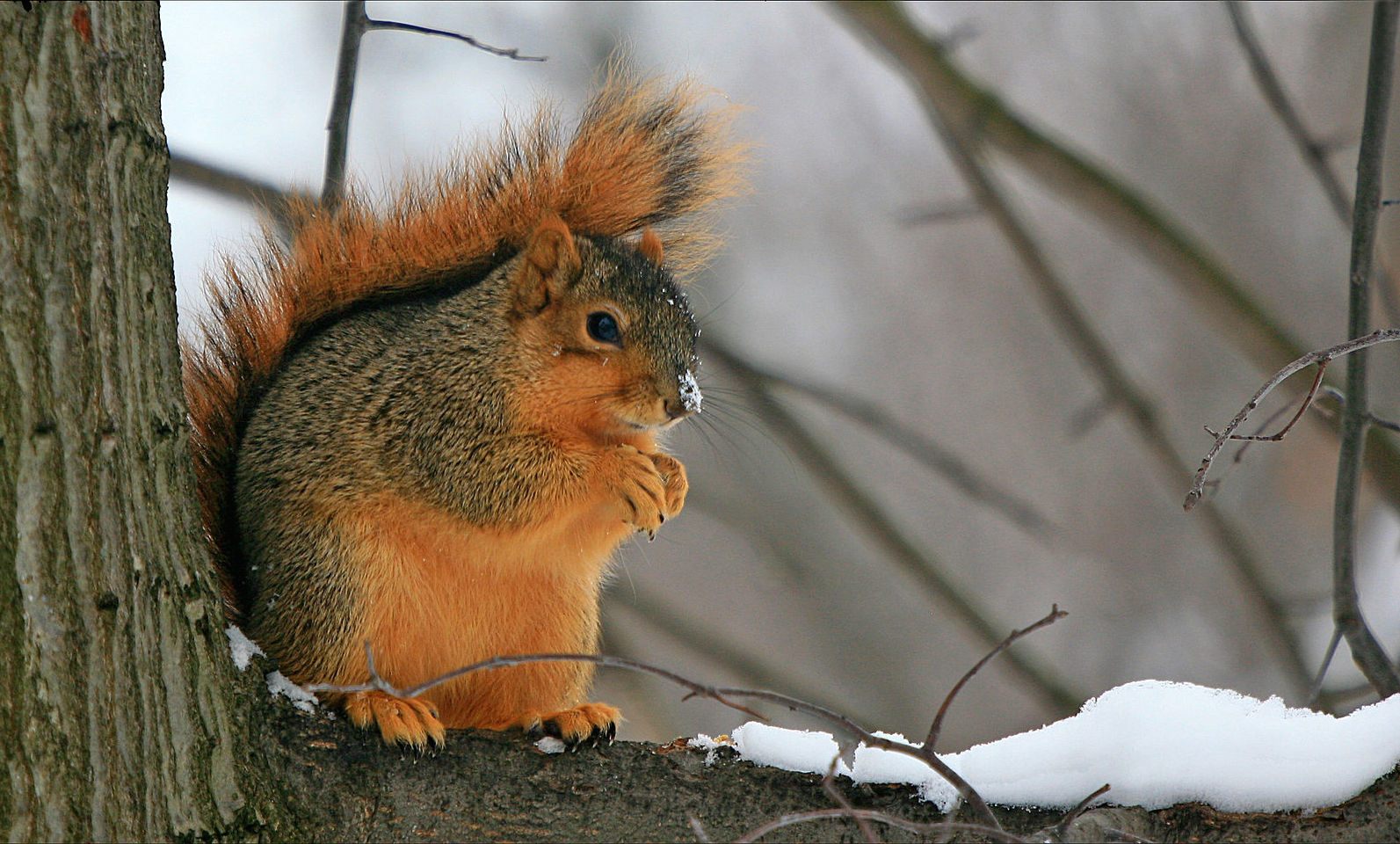 A devious squirrel plots his next attack.