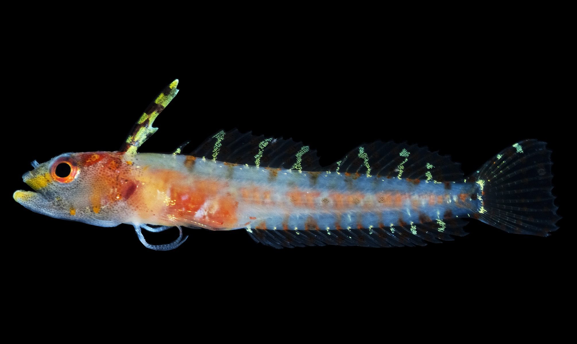 Researchers from the Smithsonian named this fish <em>Haptoclinus dropi</em>, after the research project that led them to it.