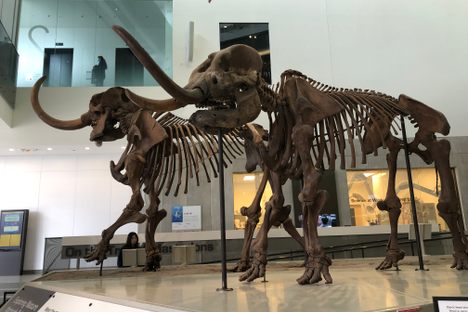 Male and female mastodon skeletons with footprints behind them.