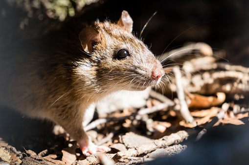 In Colonial Williamsburg, Thieving Rats Save History