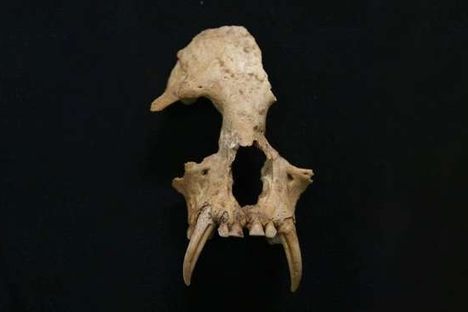 The skull of the newly-discovered gibbon.
