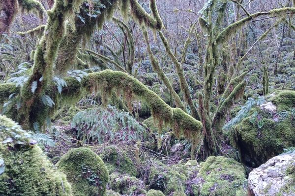 The eerie vegetation at the bottom of the sinkhole.