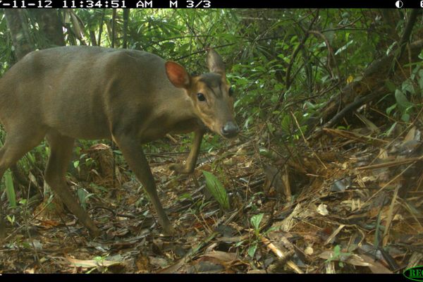 Solid proof the muntjac is still around. 