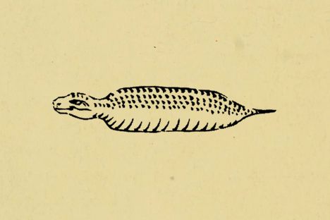 An 18th-century depiction of the tsuchinoko, also called bachi hebi, a snake-like Japanese cryptid. 