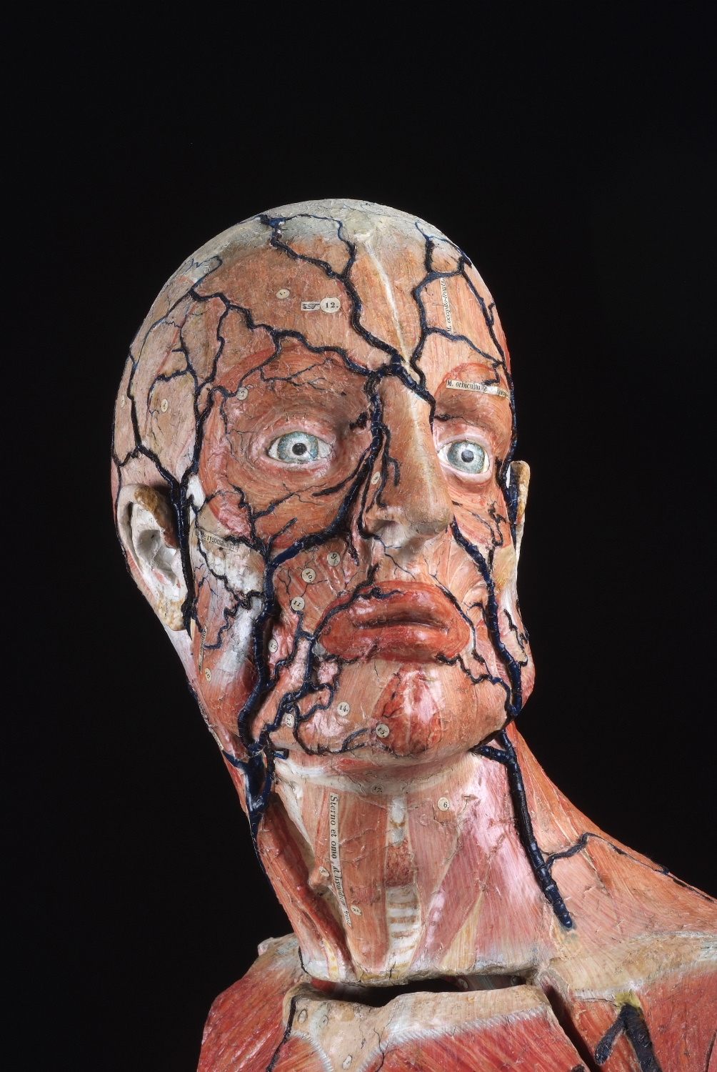 One of Auzoux's models of a human female.