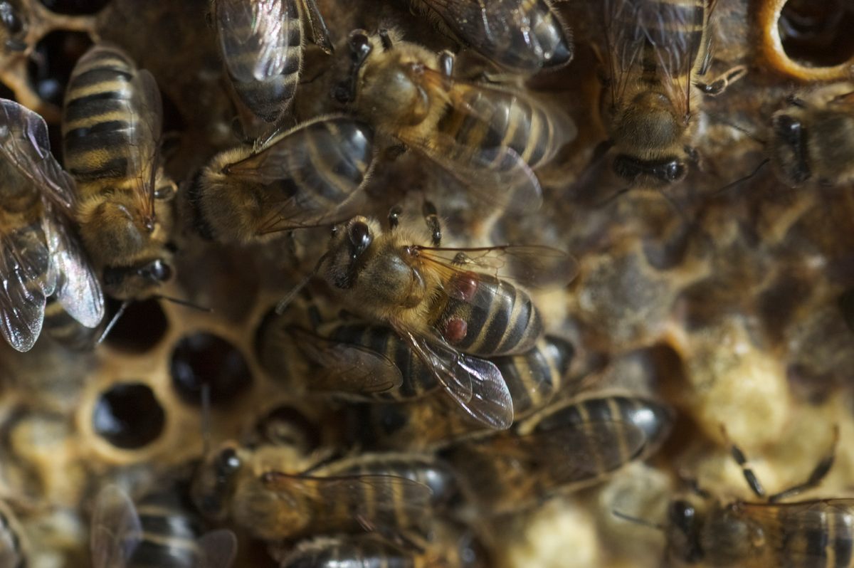 Bees feasted on nectar infused with cesium 137, and then made honey containing it, too.