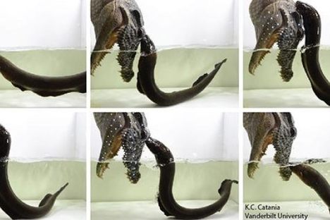 Electric Eels Revealed to Make Leaping Attacks, Confirming 200-Year-Old Legend