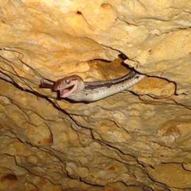 Cave of the Hanging Snakes