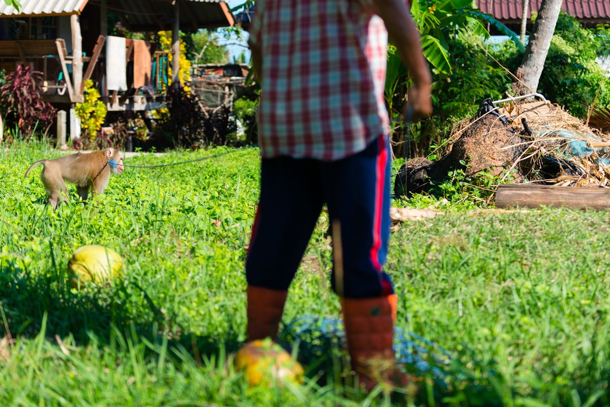 As Thailand modernizes, fewer families call on human-monkey teams to harvest their coconuts.