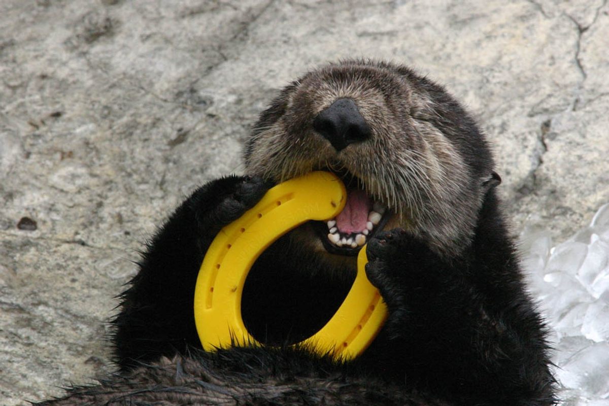 are otters canines