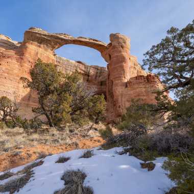 Fresh snow is preserved by radiating sandstone heat by the shade provided by a Pinyon Pine tree.
