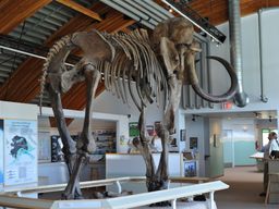 Mammoth skeleton at the centre. 