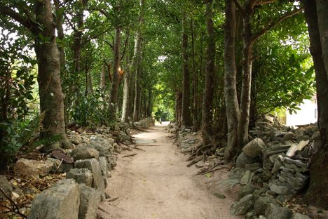 A fukugi-lined road in Bise Village.
