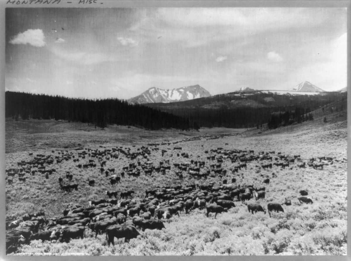 Photographed in 1911, cattle belonging to the Nine Quarter Circle Ranch graze not far from Madison Valley, where a strange, wolf-like animal was shot a few decades earlier.