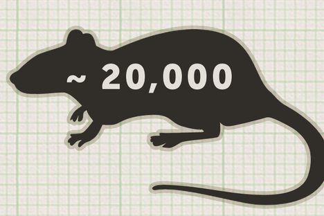 Curious Fact of the Week: Karni Mata Temple Rats