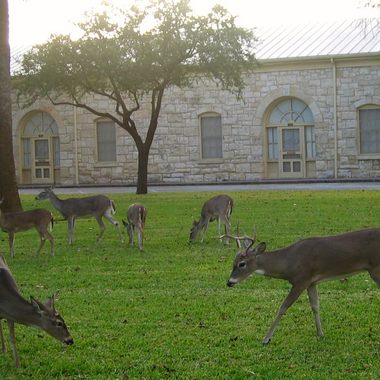 Deer at the Quadrangle.