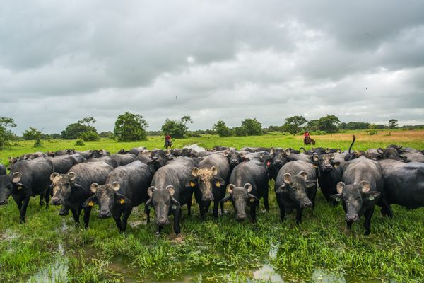 The herd at São Victor.