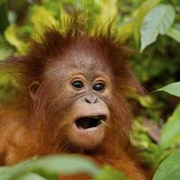Profile image for Dapper Orangutan