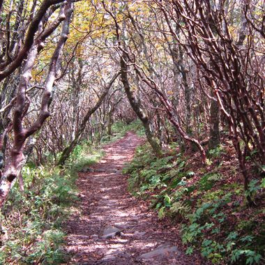 Trail at Craggy.