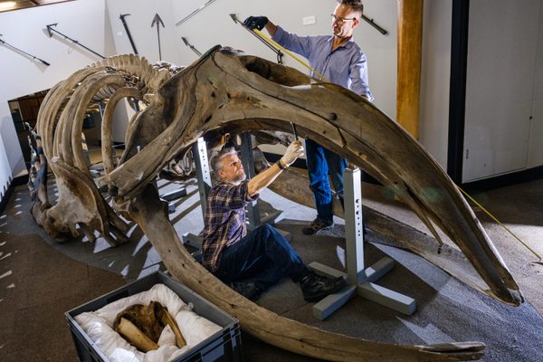 Nigel Larkin and Phil Rye work on the right whale skeleton. 