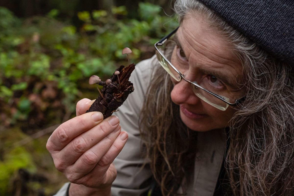 With the help of mycologists like Juliet Pendray, BioGaliano has documented 482 species of fungi so far.