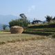 Rice fields in Punakha.