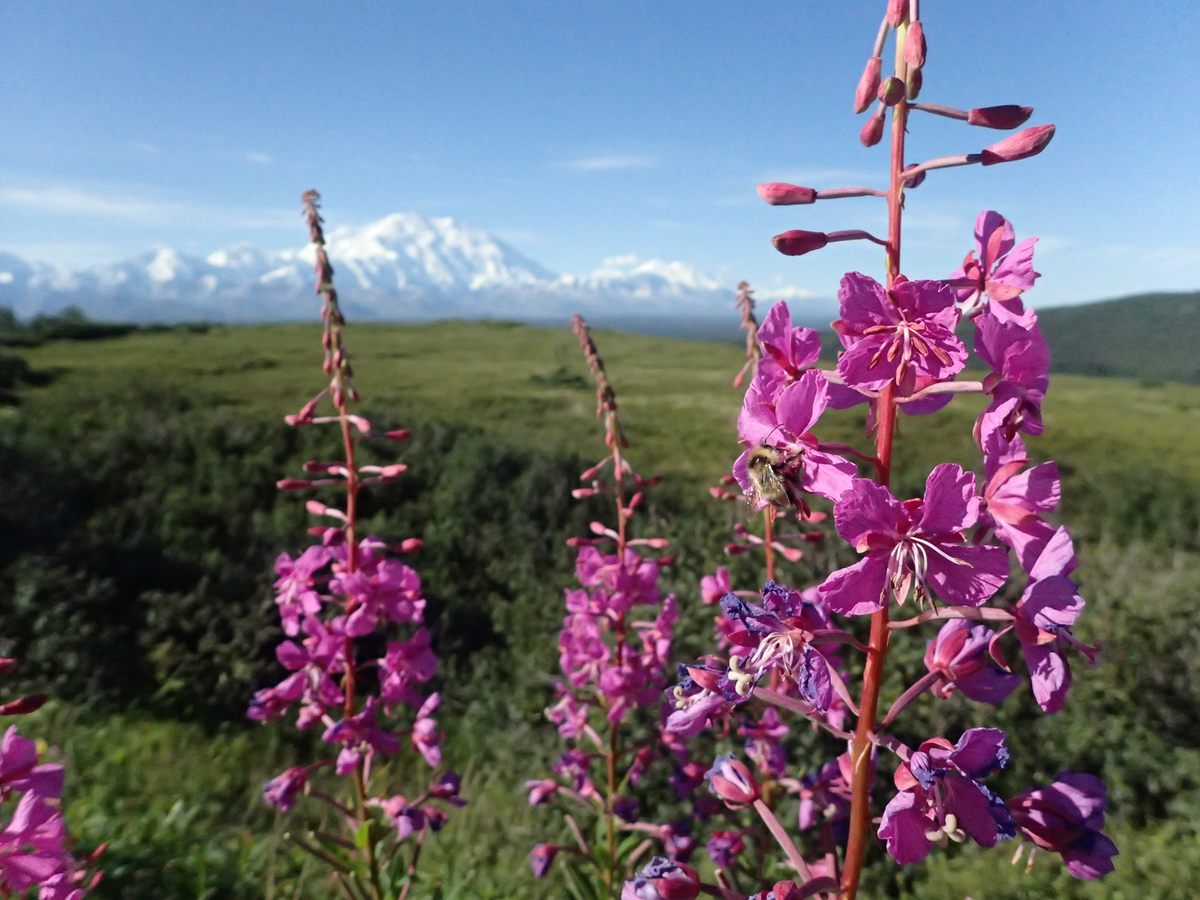 One of Alaska's more than 20 native species of bumblebee forages on fireweed in Denali Park and Preserve.