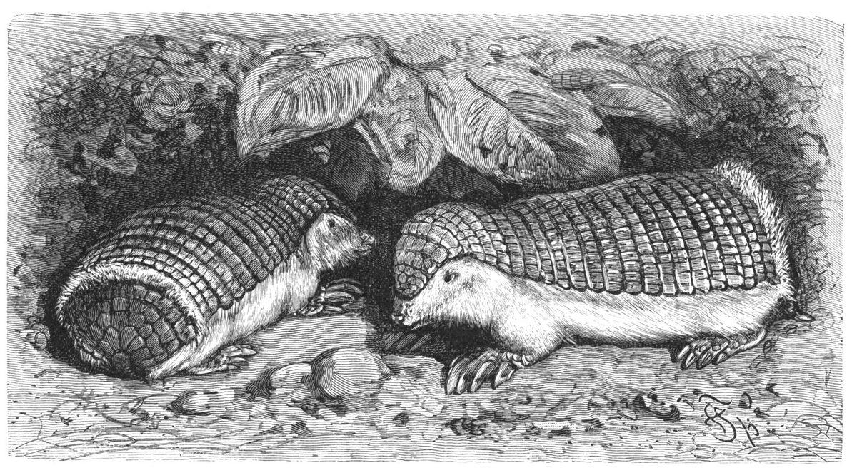 An undated illustration of pink fairy armadillos by Friedrich Specht, which was later published in the German reference book <em>Brehms Tierleben</em> (<em>Brehm's Lives of Animals</em>).