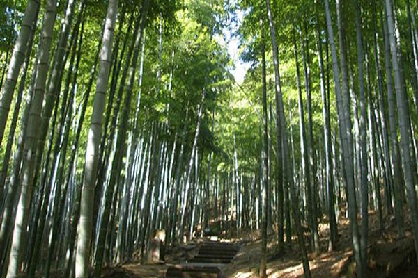 Anji Bamboo Forest