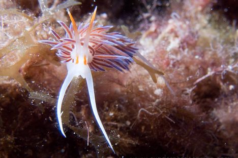 Cratena peregrina grows up to two inches in length and prefers to live on the rocky sea bottom.