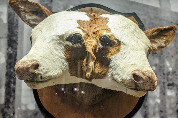 The two-headed calf